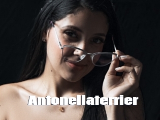 Antonellaterrier