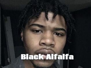Black_Alfalfa