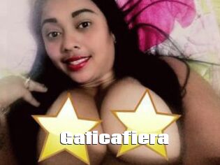 Gaticafiera