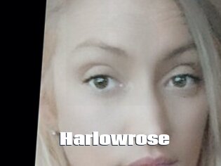 Harlowrose