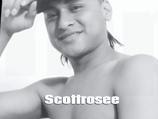 Scottrosee